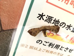 Pseudandraca gracilis
