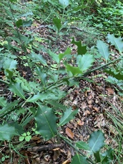 Ilex aquifolium