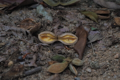 Aquilaria sinensis