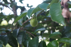Aquilaria sinensis