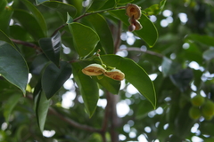 Aquilaria sinensis