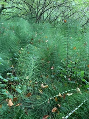 Equisetum telmateia