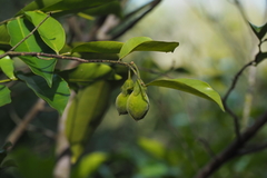 Aquilaria sinensis