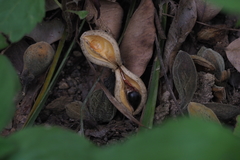 Aquilaria sinensis