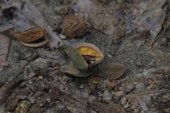 Aquilaria sinensis