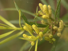 Podocarpus spinulosus