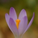 Woodland Crocus - Photo (c) AnneTanne, some rights reserved (CC BY-NC)