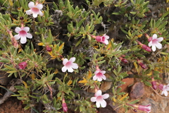 Pachypodium bispinosum