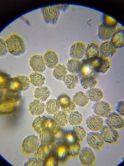 Oligonema persimile