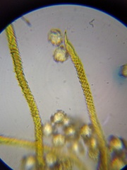 Oligonema persimile
