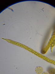 Oligonema persimile