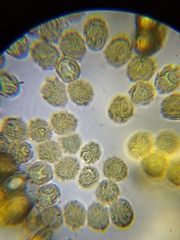 Oligonema persimile