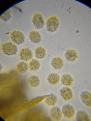 Oligonema persimile