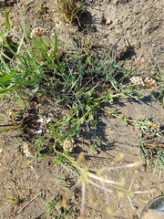 Asclepias adscendens