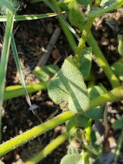 Asclepias adscendens