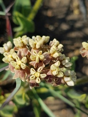 Asclepias adscendens