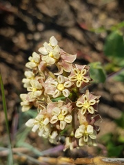 Asclepias adscendens