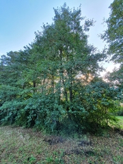Alnus glutinosa