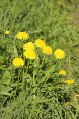 Taraxacum officinale