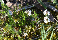 Leucopogon glacialis