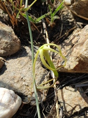 Trochomeria macrocarpa