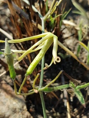 Trochomeria macrocarpa