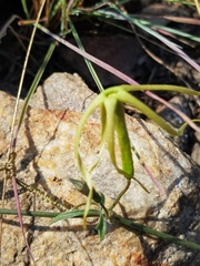 Trochomeria macrocarpa