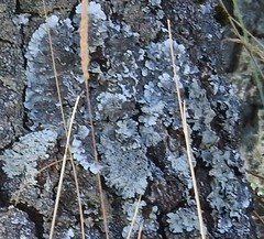 Parmelina tiliacea