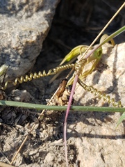 Trochomeria macrocarpa