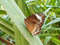 Elymnias hypermnestra