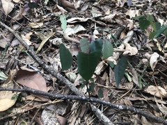 Homalanthus stillingiifolius