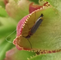 Hylodanacaea binotata