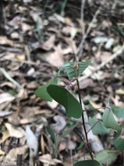 Homalanthus stillingiifolius