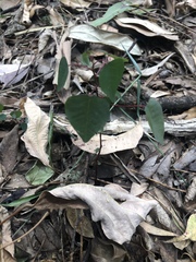 Homalanthus stillingiifolius