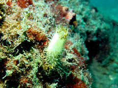 Calcarea