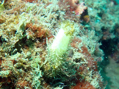 Calcarea