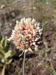 Allium rotundum