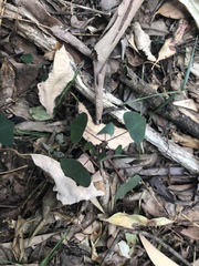 Homalanthus stillingiifolius