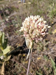 Allium rotundum