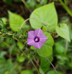 Ipomoea × leucantha