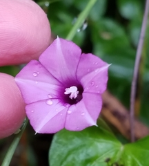 Ipomoea × leucantha