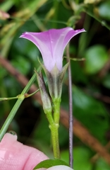 Ipomoea × leucantha