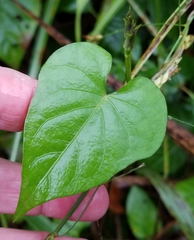 Ipomoea × leucantha