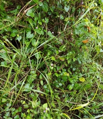 Ipomoea × leucantha