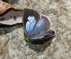 Arhopala ganesa