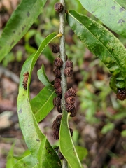 Kokkocynips difficilis