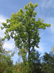 Fraxinus mandshurica