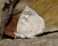 Arhopala ganesa