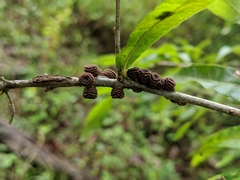 Kokkocynips difficilis