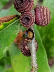 Kokkocynips difficilis